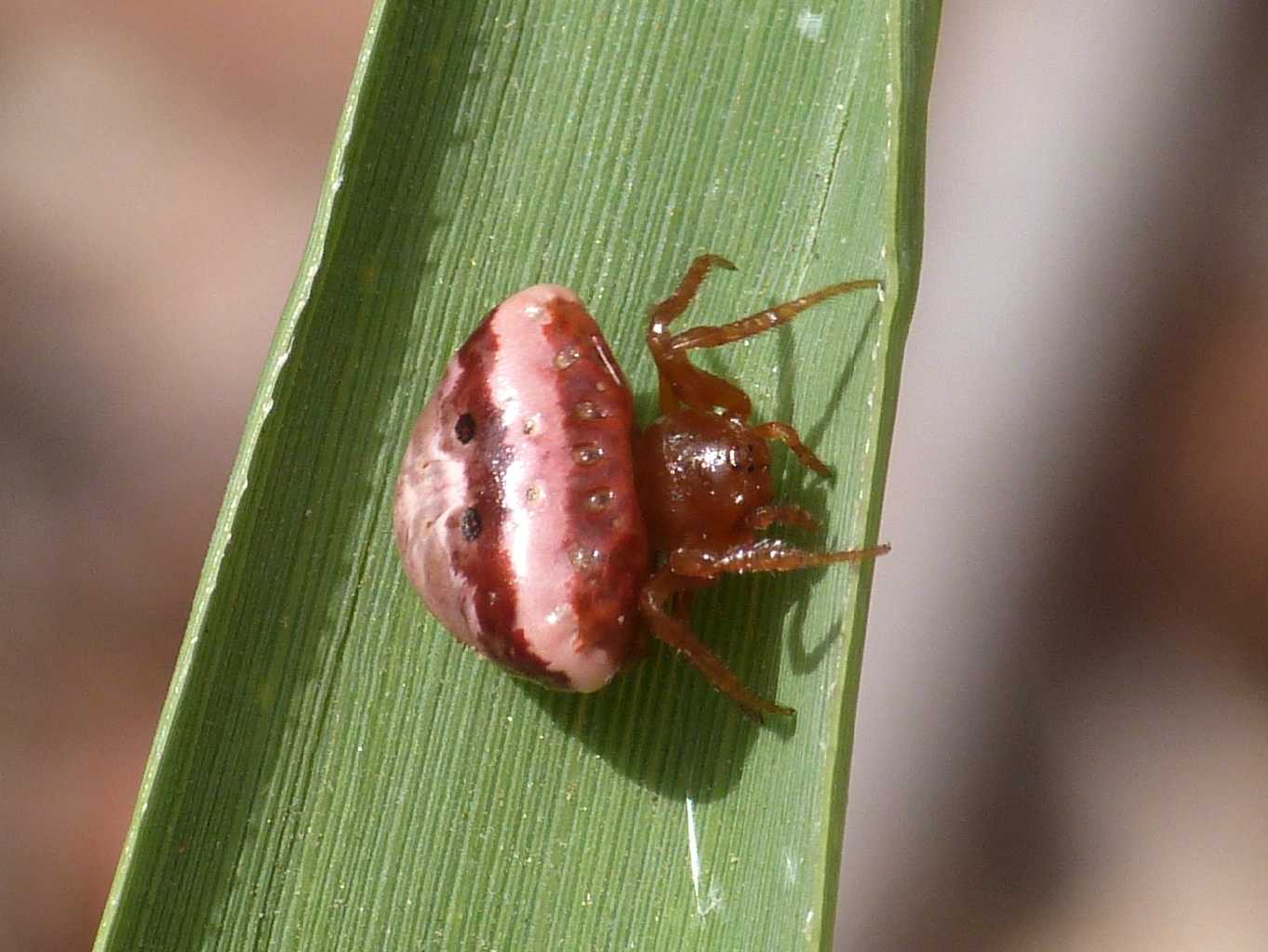 Cyrtarachne ixoides - Santa Teresa Gallura (OT)